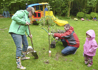 Ein Apfelb&auml;umchen wird gepflanzt